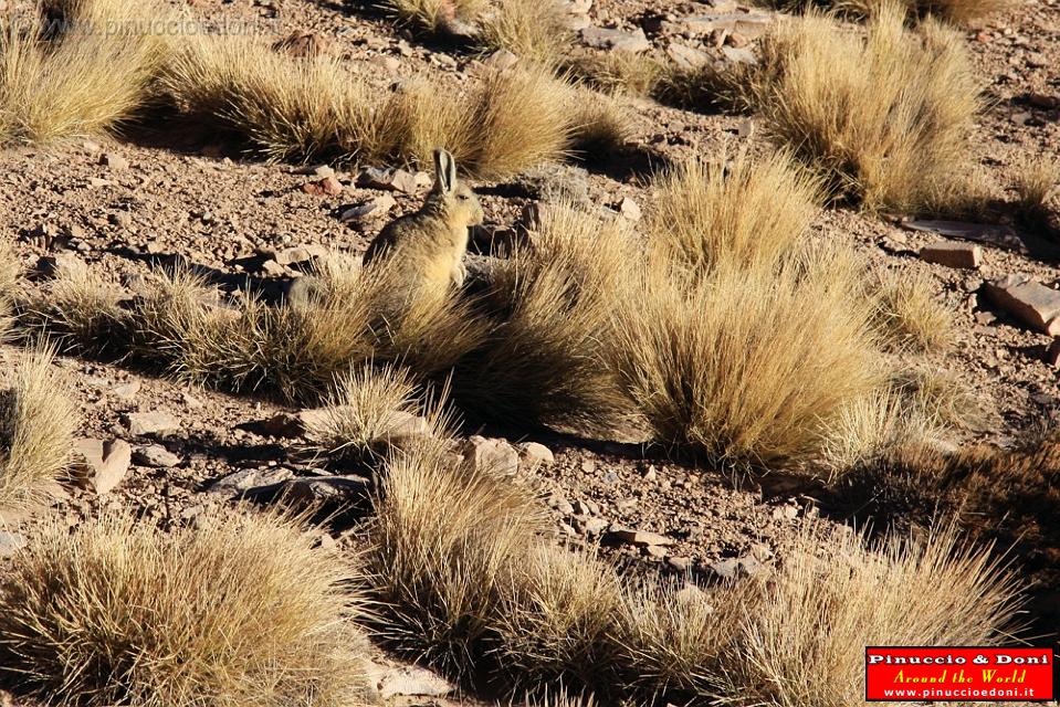 BOLIVIA - Verso il Chile - 01 Viscacha.jpg